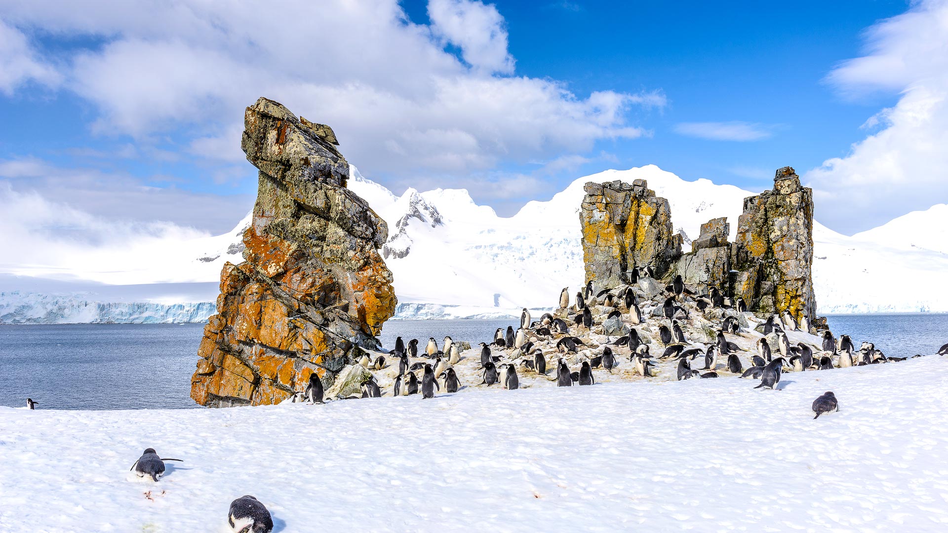 The tiny Half Moon Island lies in the lea of Livingston Island ...